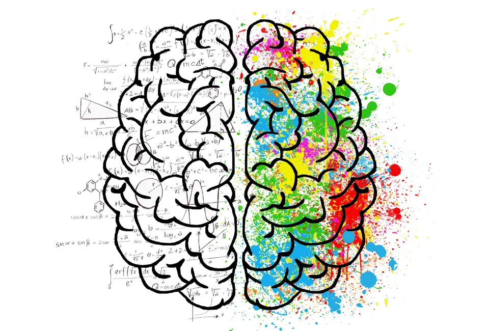 cerveau-droit-dominant