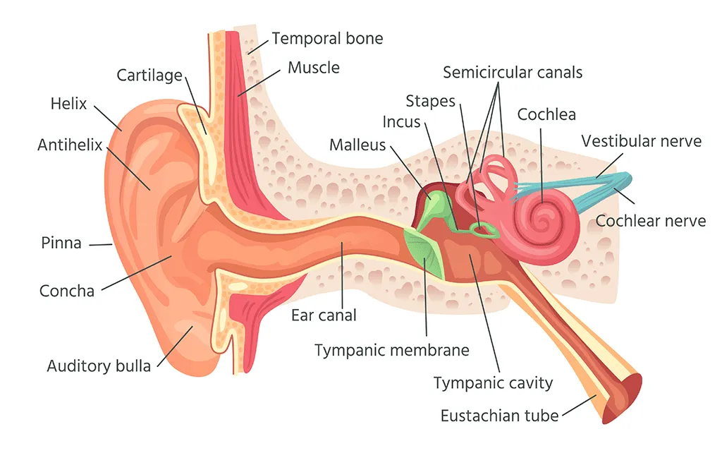 Améliorez votre coordination avec la méthode Tomatis et la méthode Giger MD pour les troubles psychomoteurs